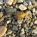 Potato Bug