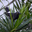 Pied Currawong