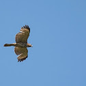 Red-shouldered Hawk