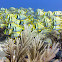 Porkfish
