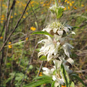 Horsemint