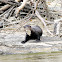 Giant River Otter
