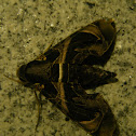 Hawk moth