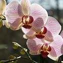 Orchid