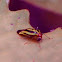 Striped Cucumber Beetle