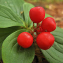 Canadian Bunchberry