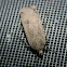 Large Yellow Underwing 