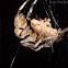 Garden Orb-weavers