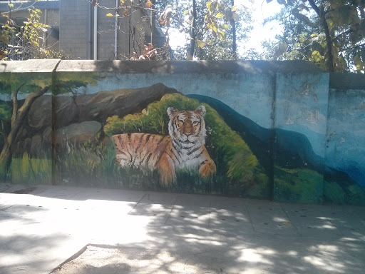 Single Tiger Wall Art