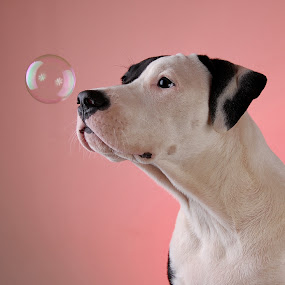 Curious Pup by Connie Fore - Animals - Dogs Portraits ( bubble, dog )