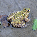 Northern Leopard Frog