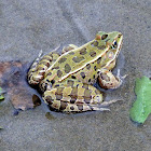 Northern Leopard Frog