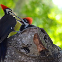Pileated Woodpecker
