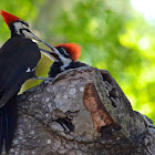 Pileated Woodpecker