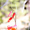 scarlet fritillaria