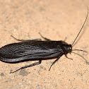 Cockroach