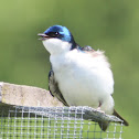 Tree Swallow