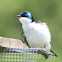 Tree Swallow