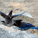 stellar jays