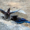 stellar jays