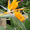 Bird of Paradise