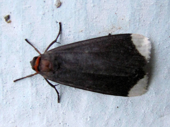 Spotting Image 1
