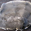 Charcoal-gray pored polypore 