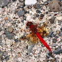 Scarlet Percher