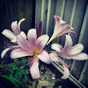 Belladonna Lilly