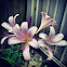 Belladonna Lilly