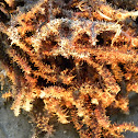 Sea weed