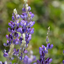 Lupine
