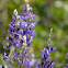 Lupine