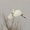 Great Egret
