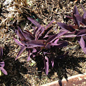 Wandering Jew