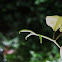 Cat's claw creeper