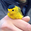 Wilson's Warbler
