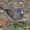 Dark Eyed Junco