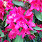 Rhododendron