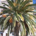 Date Palm Tree