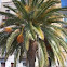 Date Palm Tree