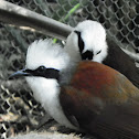 White-Crested Laughing Thrush