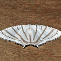 Upside down moth