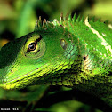 Common Green Forest Lizard