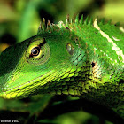 Common Green Forest Lizard