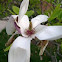 Tulip Tree/Japanese Magnolia