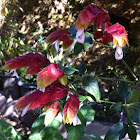 Camarãozinho (shrimp plant)