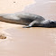Hawaiian Monk Seal