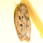 Brown house moth