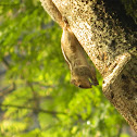 Indian Palm Squirrel